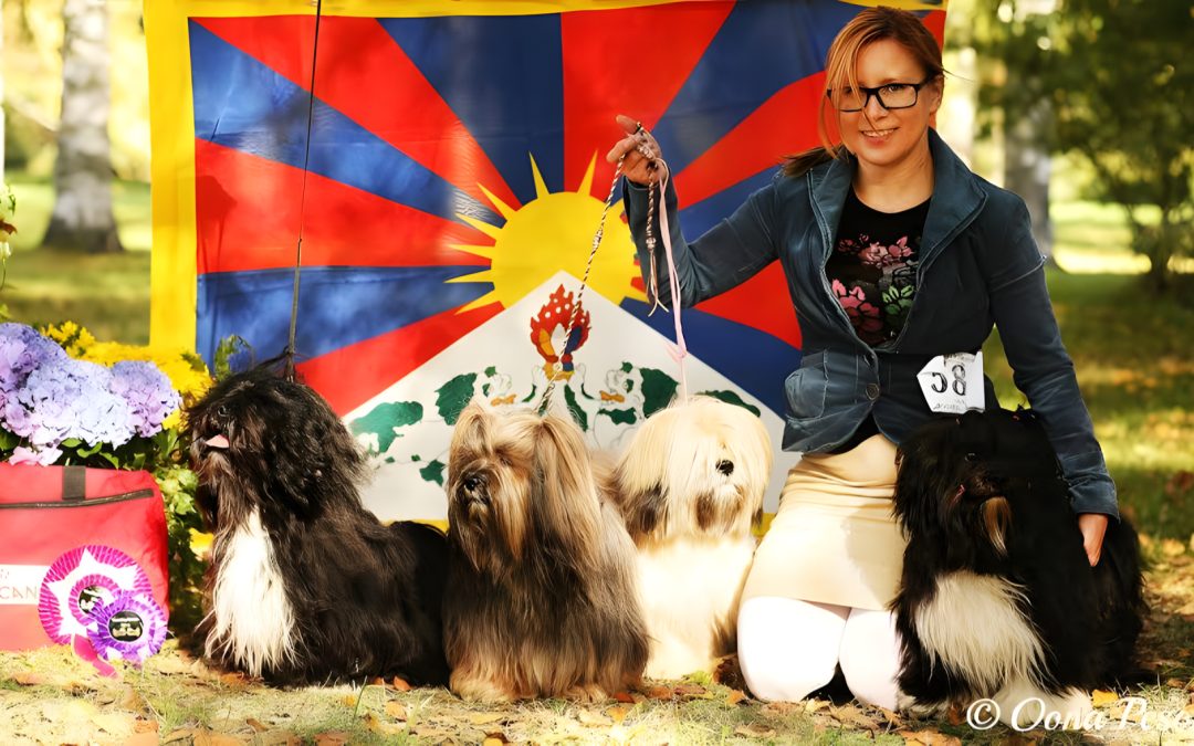 Understanding the Colour Genetics of Lhasa Apsos (and Dogs in General)